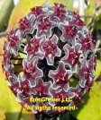Hoya Publicalyx Red Button W/Silver Spot/streaked Leaves