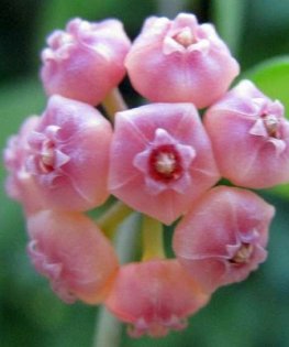 Hoya Heuschkeliana Pink