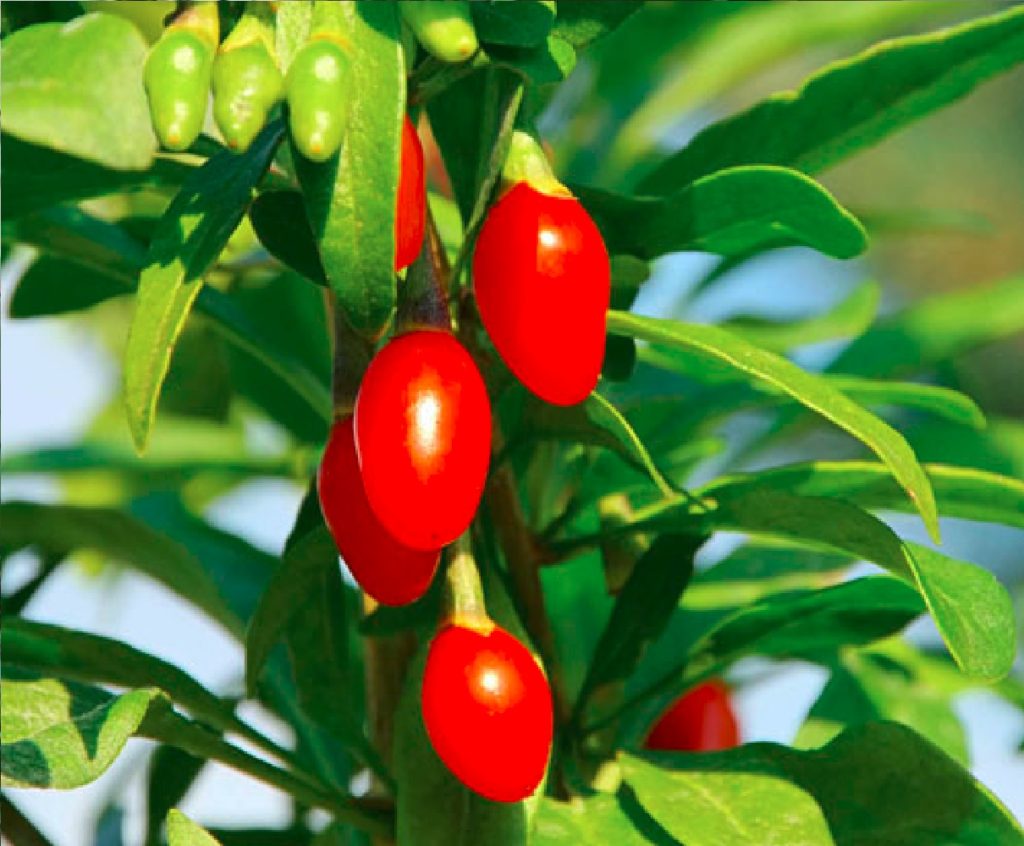 planting berry plants