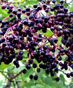 elderberry plant