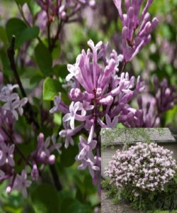 growing lilacs miss kim