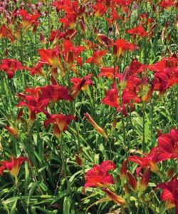 sumer blooming day lily