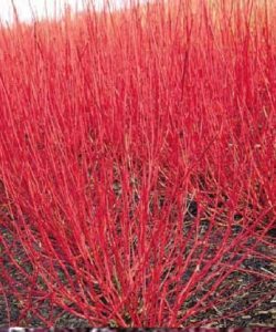 red twig dogwood