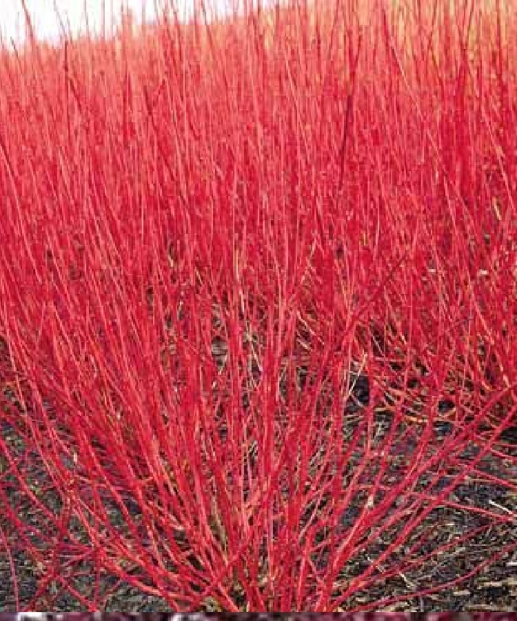 Yellow Twig and Red Twig Dogwood - Epic Grower LLC - Growing Blog