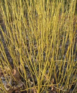 yellow twig dogwood