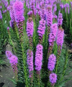 summer blooming liatris spicata