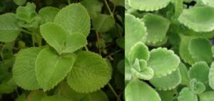 Cuban oregano plant