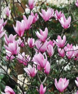 jane magnolia trees